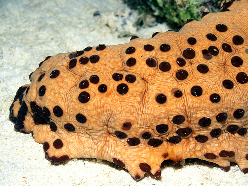 This three-rowed sea cucumber uses small sucker-like feet to make its way slowly along the sea floor.