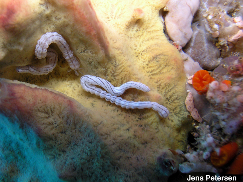 The worm-like Lampert's sea cucumber can be found on reefs across the Indo-Pacific. This species lives on a host sponge in exchange for cleaning duties.