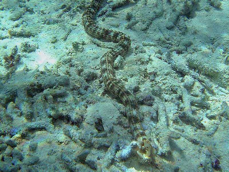 Take a closer look. This isn't a sea snake, it's a species of sea cucumber that takes on a very long, slender shape.