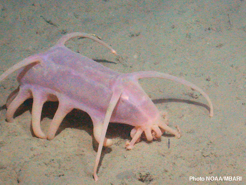 The sea pig is a particularly bizarre species of sea cucumber. It lives on ocean floors at depths of more than two miles and has developed snout-like appendages.