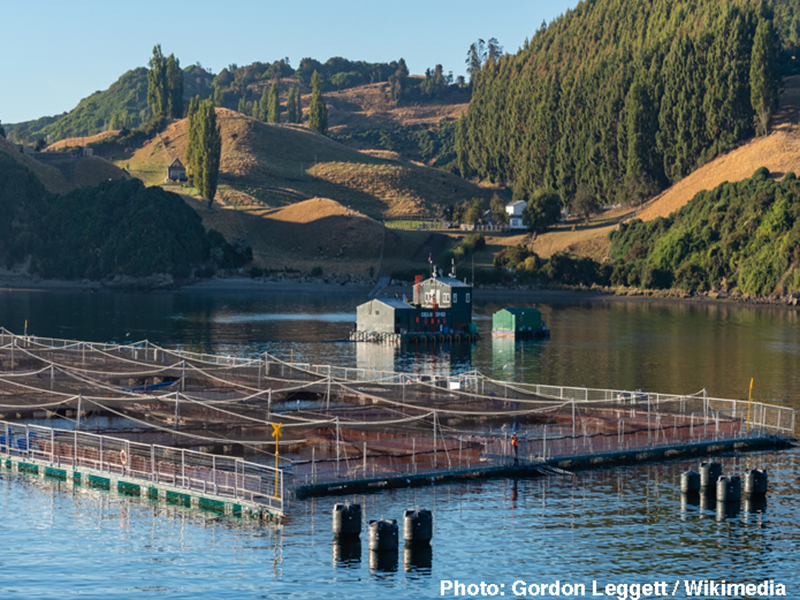 Adding sea cucumbers to the waters of a fish farm can remove substantial amounts of waste material.