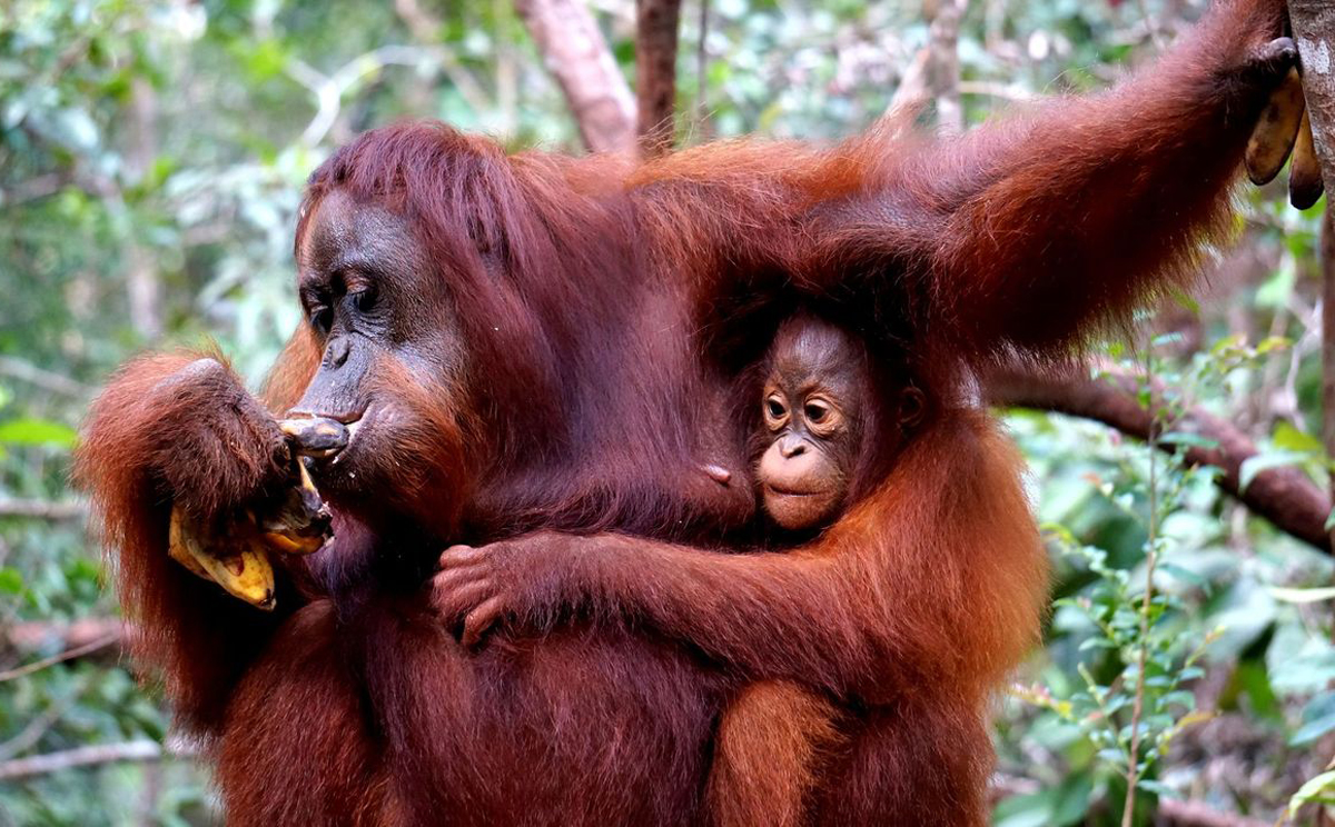 A mother and baby orangutan at a feeding station in Tanjung Puting National Park.