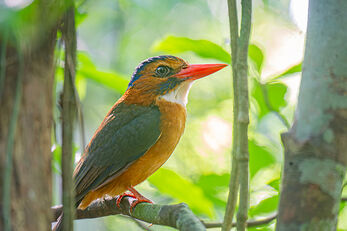 Rise early to hike in the forests for best chance to view these tropical birds.