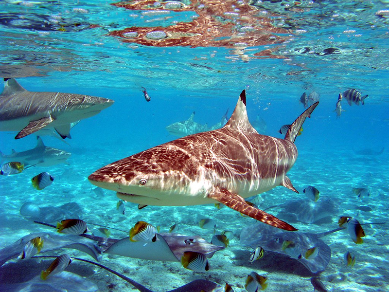 Blacktip sharks usually prefer to stay in the shallows.