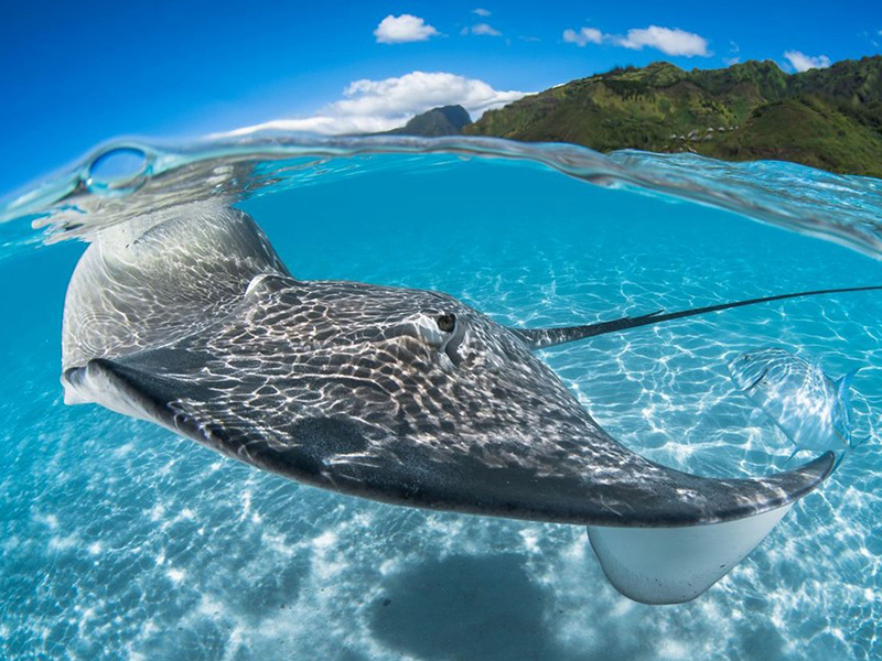 Rays often swim in the same waters as blacktips.