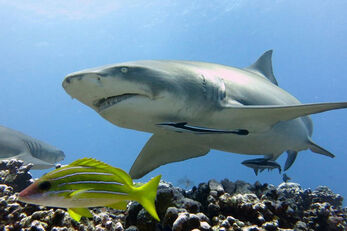When a tour guide brings food, lemon sharks may join the show.