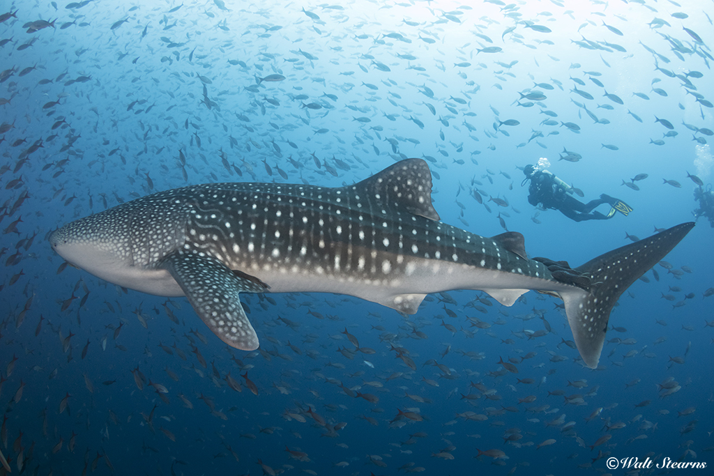 Diving with whale sharks still remain a major attraction for big animals divers encounter in the waters of the eastern pacific in locations like the Galapagos Islands and Cocos Island, Costa Rica.