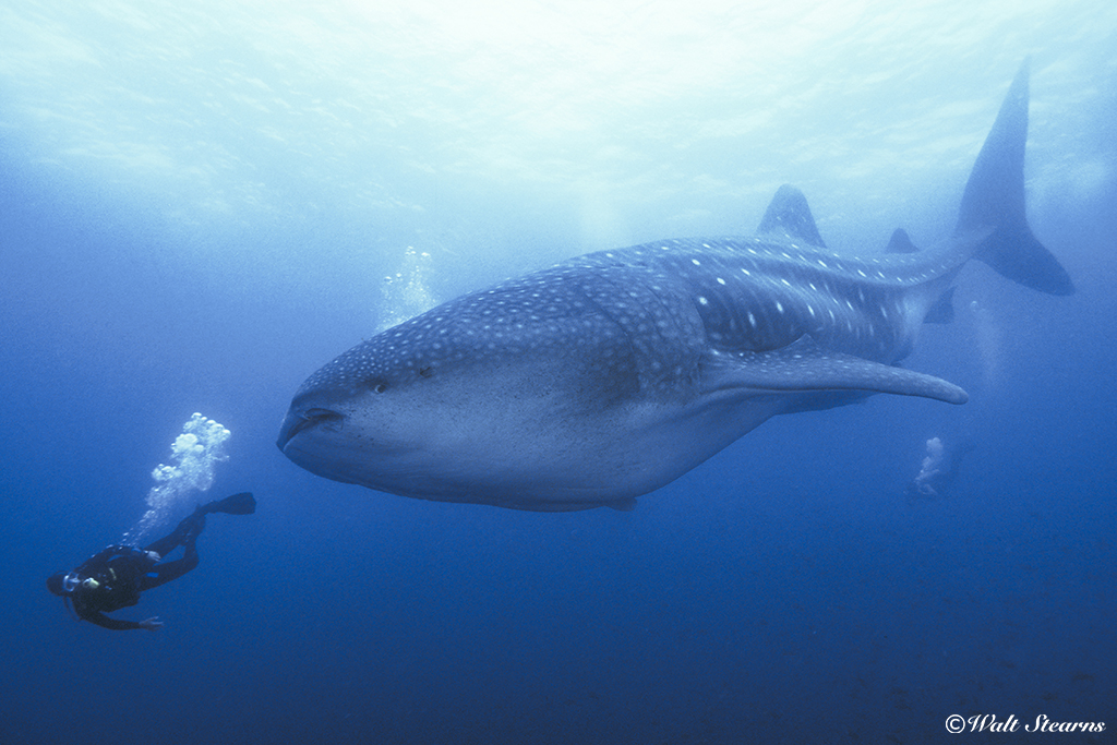 In the waters off Darwin Island in the Galapagos, divers often encounter some of the largest whale sharks in the world with some measuring up 45 feet.