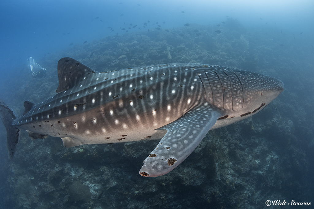 In addition to Oslob in Cebu, large whale sharks up to 30 feet plus are often encountered around the Philippines Tubbataha Reef, which can only be reached by live-aboard dive yacht.