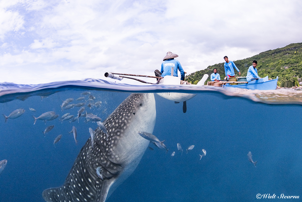 For years, local fishermen shared these waters with the sharks, which often wreaked havoc on shrimping nets. As a peace offering, the fishermen began offering small samples of their catch to the passing whales.
