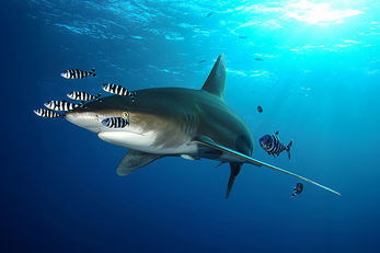 Oceanic White tip sharks are often seen on the Red Sea's offshore islands.