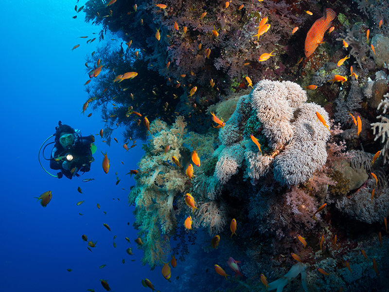 Prevailing currents nurture dense sponge and coral growth on walls and seamounts.