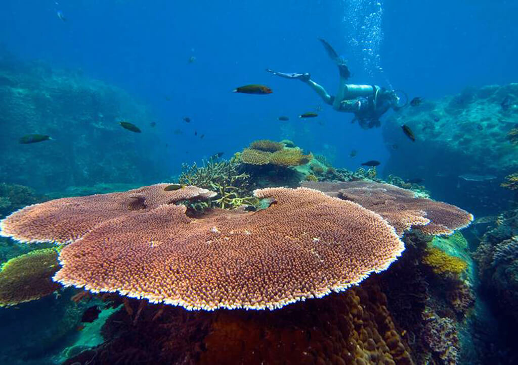The underwater landscapes around Tioman Island include massive underwater boulders and ledges covered in extensive formations of hard corals.