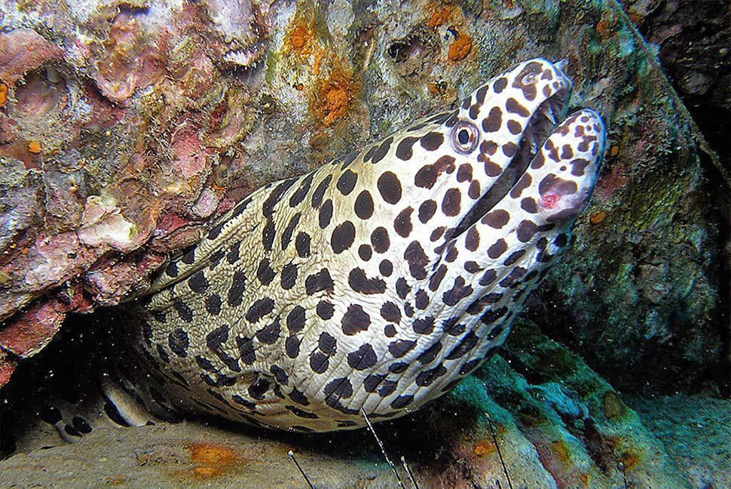 Networks of crevices and caverns provide shelter for a wide range of marine life.