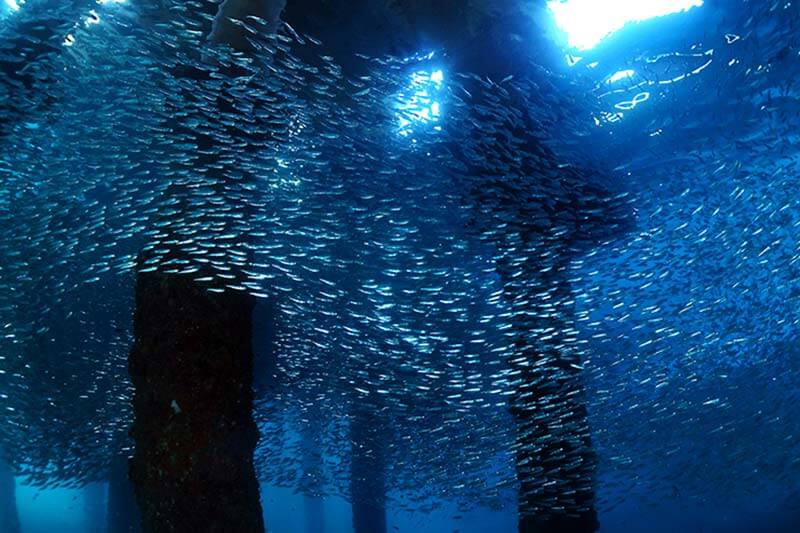 A silver shoal of anchovies’ swirl around the ferry pier at Air Batang Bay.