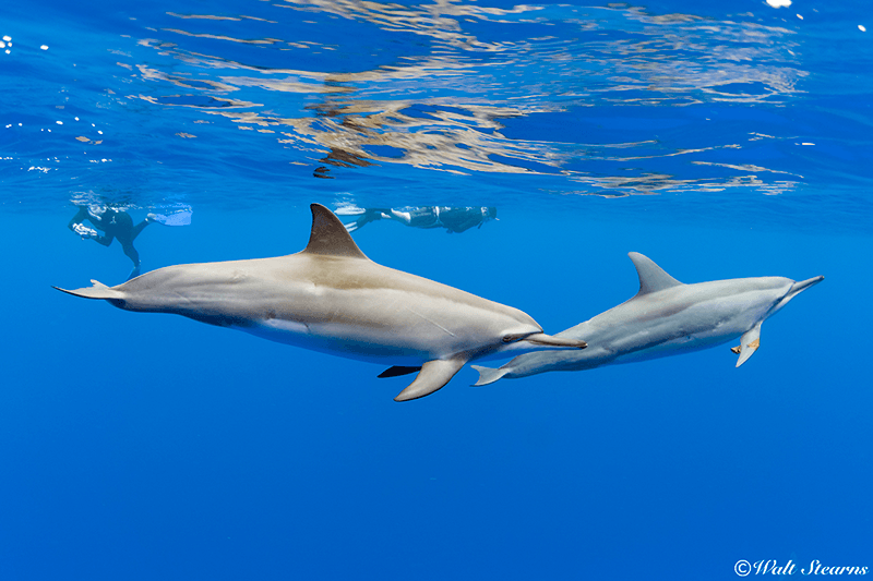 In a number of sheltered bays in the islands of Hawaii, snorkelers have a unique opportunity to snorkel with wild spinner dolphins in the animals' natural environment.