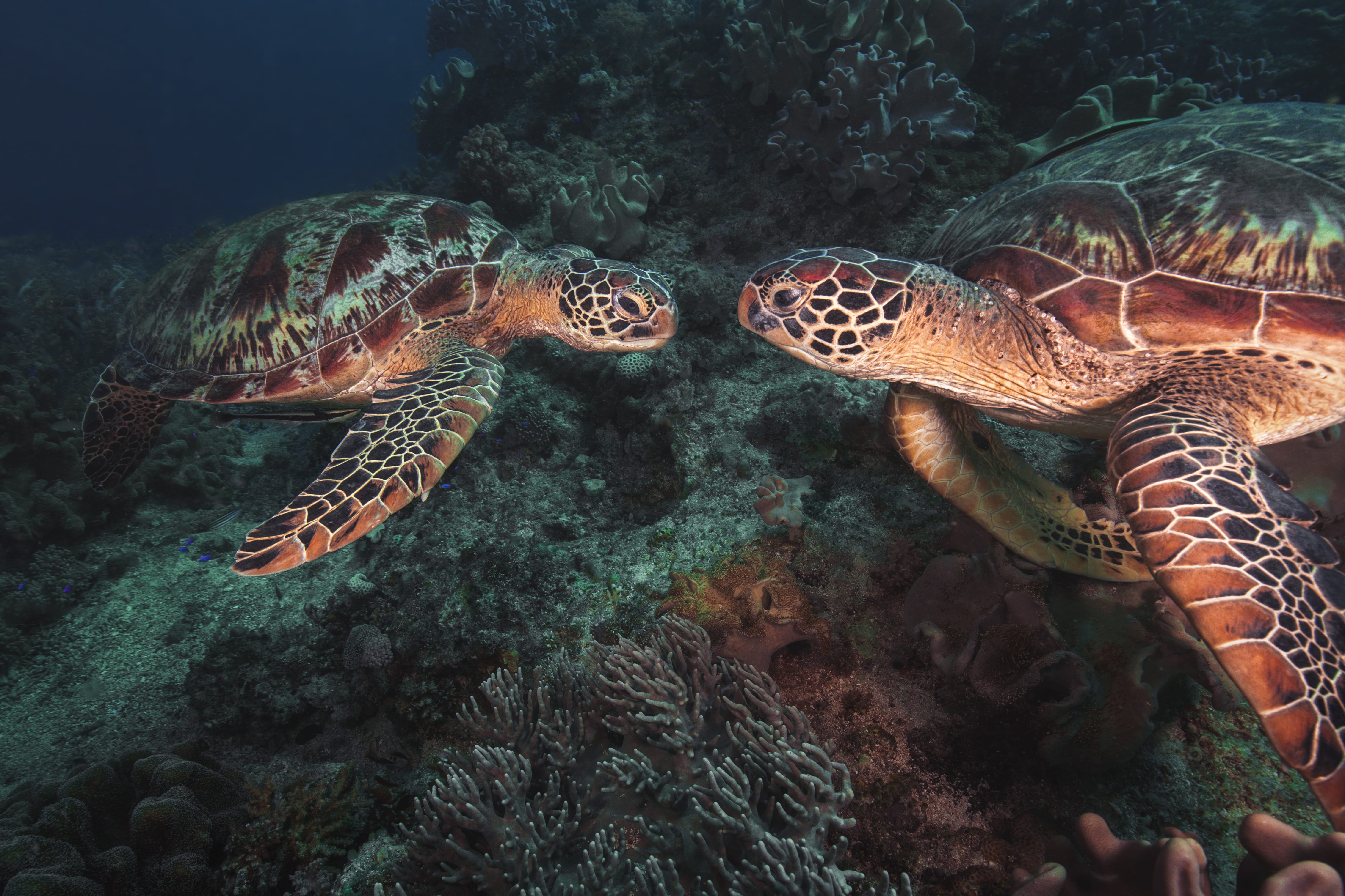 Turtles. Photo Credit: Beth Watson