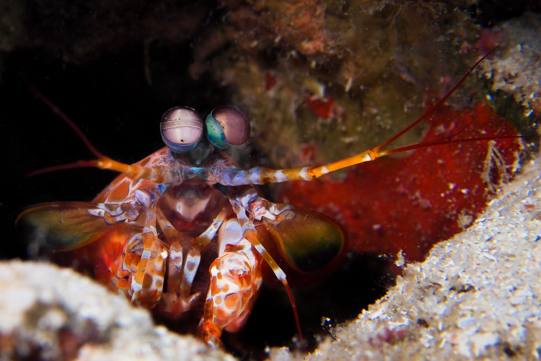 Mantis Shrimp.