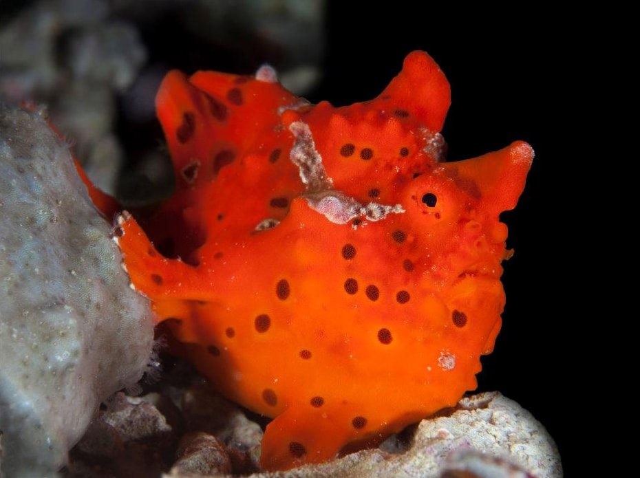 Frogfish. Photo Credit: Gino Symus.