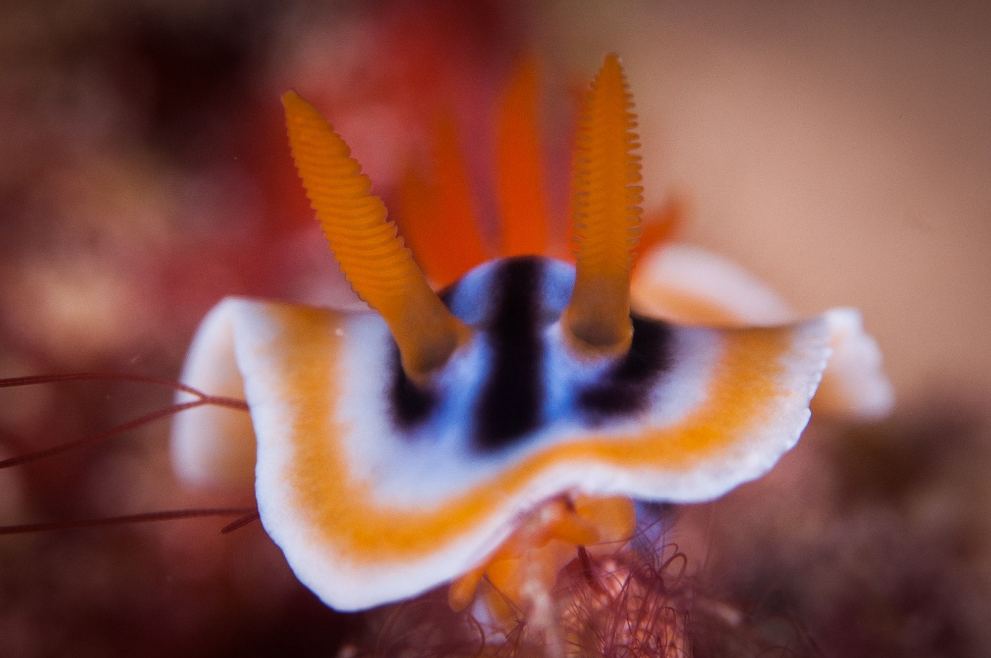 Nudibranch. Photo Credit: Leendert.