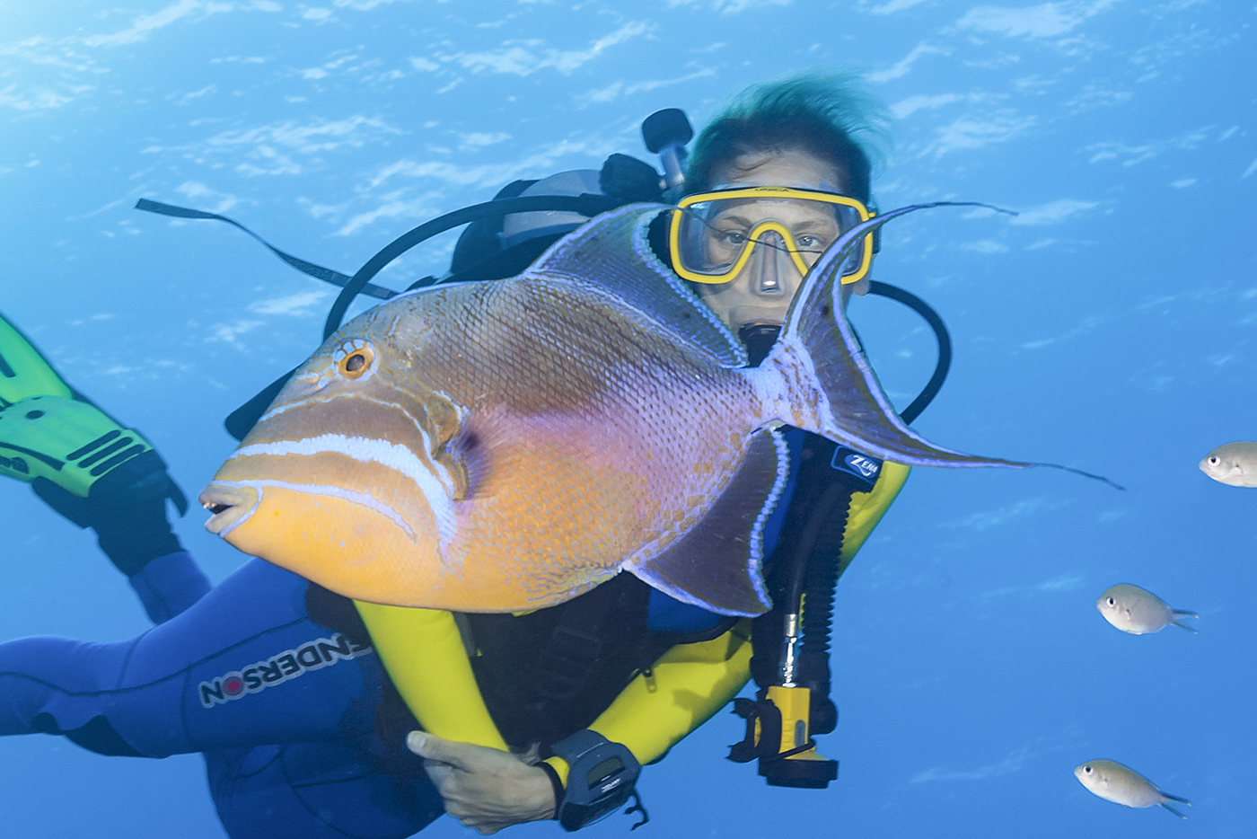 The queen triggerfish is one of the larger species found on Caribbean reefs, reaching lengths of up to two feet. This fish can lighten or darken its coloration depending on its mood. 