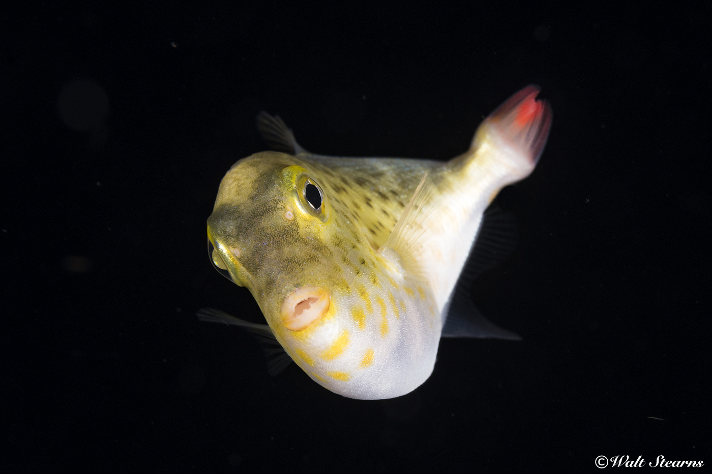 A juvenile sargassum triggerfish uses its yellow coloration to blend into the floating beds of sargassum weeds where it spends its first months of life, feeding on plankton and hunting small invertebrates.