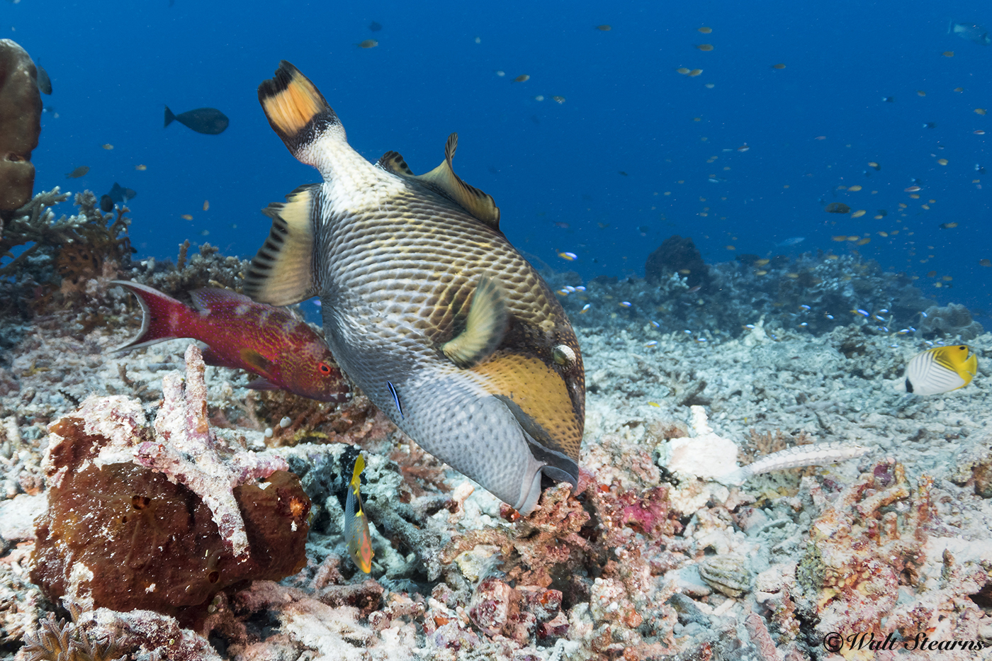The titan triggerfish can often be seen turning over rocks and bits of coral rubble to expose a meal. Here. It is using those same excavating talents to create a nest in anticipation of the spawning season.
