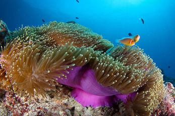 Thanks to decades of protection, Palau's reefs remain healthy and colorful.
