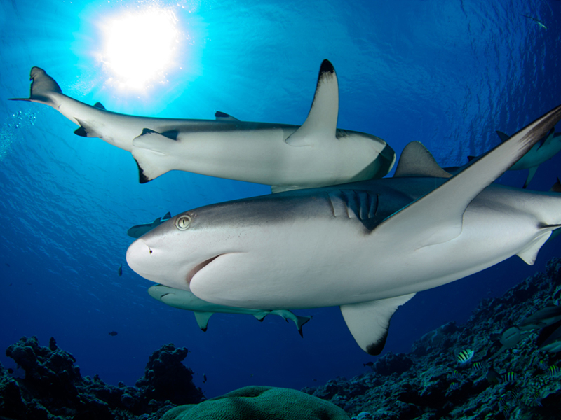 Palau created the world's first shark sanctuary.