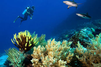 Blue Corner is known for thrilling shark encounters.