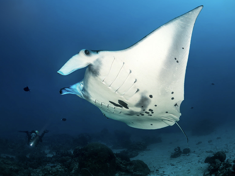 German Channel is the top site for seasonal gatherings of manta rays.