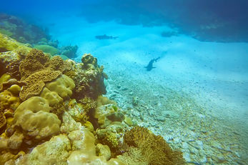 Ulong Channel is a sand-bottom ravine cut into the reef wall.