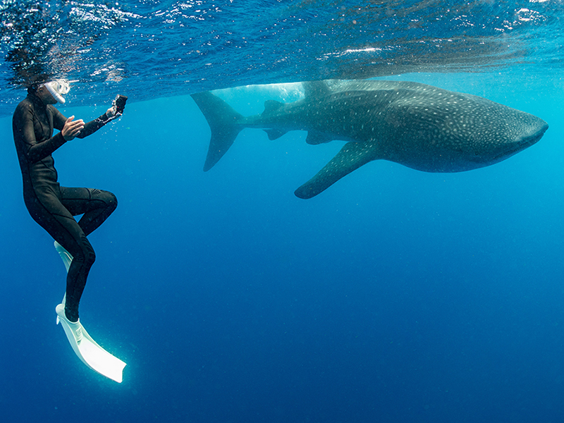 Shallow waters provide ample light for photos and videos.