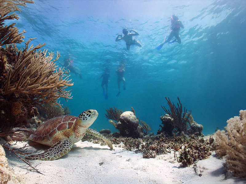 Safaris include a stop for reef snorkeling near Isla Mujeres.