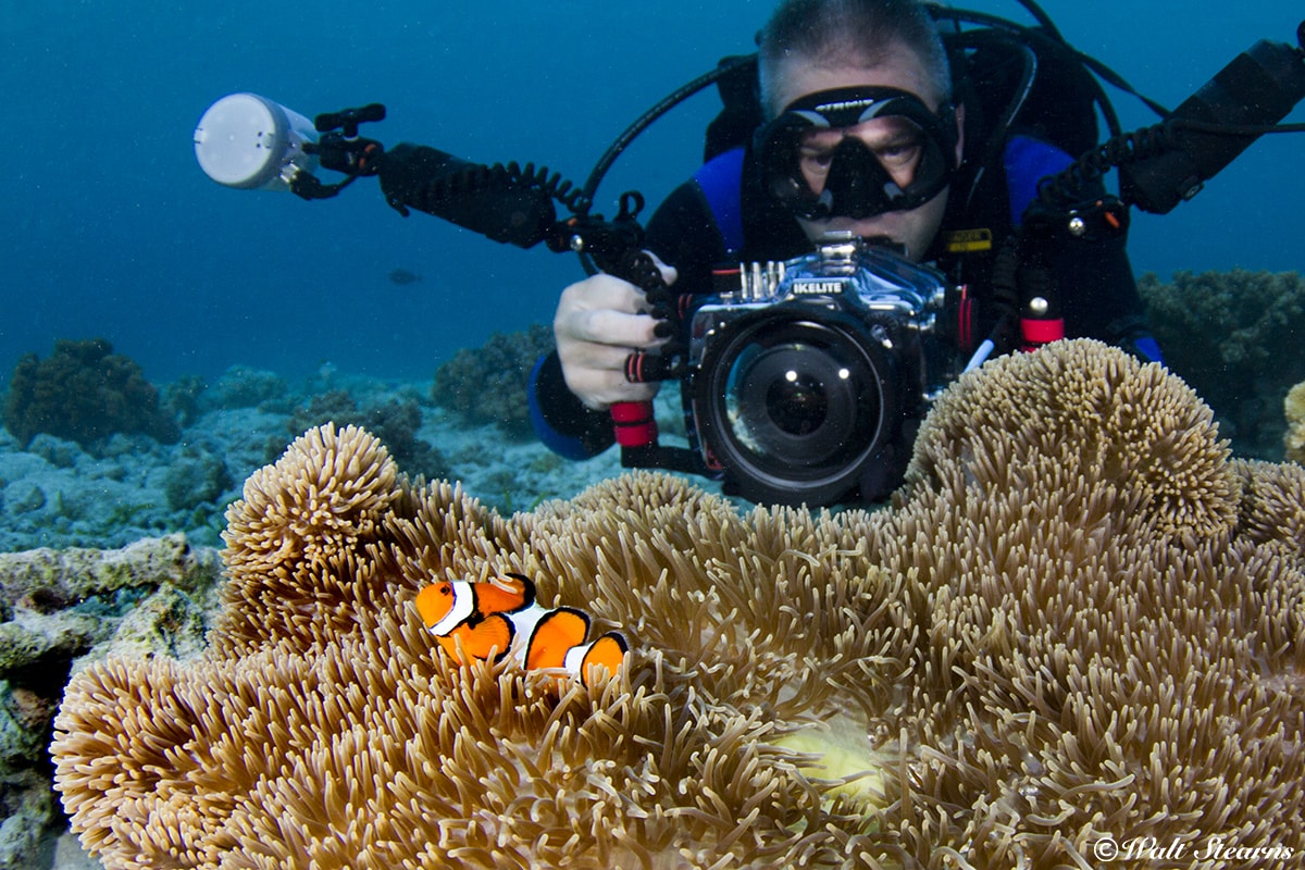 Photographers have an abundance of subjects to enjoy thanks to Wakatobi's conservation initiatives.