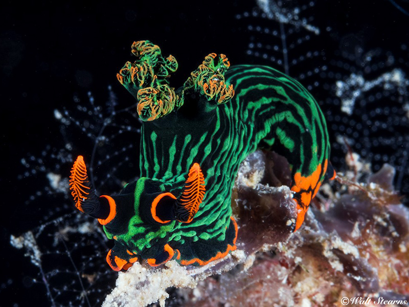 A nudibranch of a different color but sporting the same type of distinct rhinophores and naked gills.