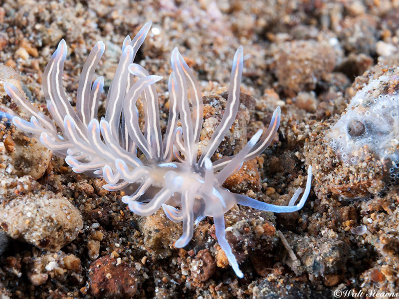 Nudibranchs come in a bewildering range of shapes and colors. This one probably has poisonous stinging cells that concentrate on the tips of each tentacle.