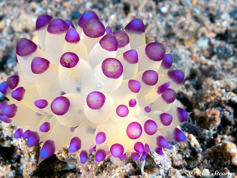 If you didn't know better, you'd never guess that this was a nudibranch. But that's one of the reasons why divers love to hunt for these butterflies of the sea.