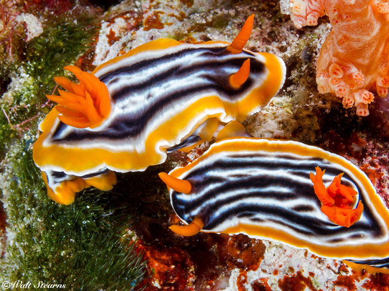 Looks like this pair is getting into position for mating. Both partners will leave with a clutch of fertilized eggs.