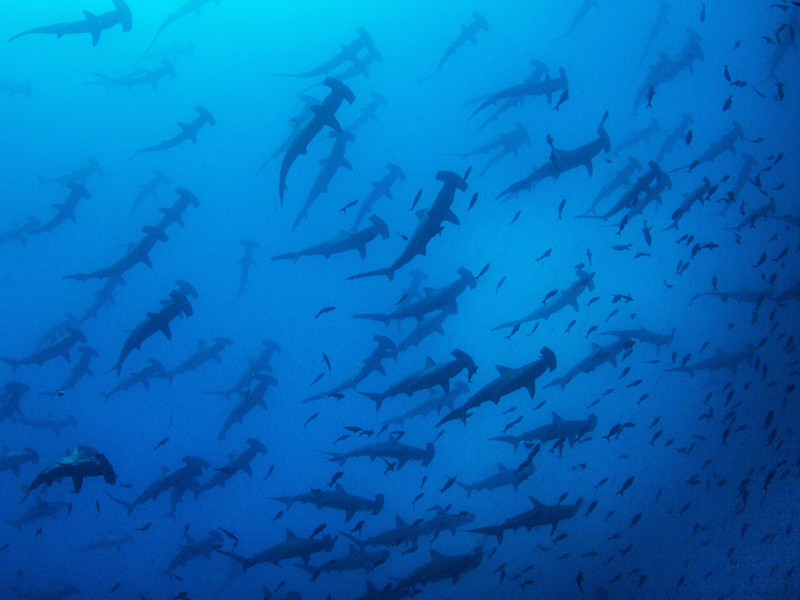 Great hammerheads sharks gather in the waters of Bimini each winter.
