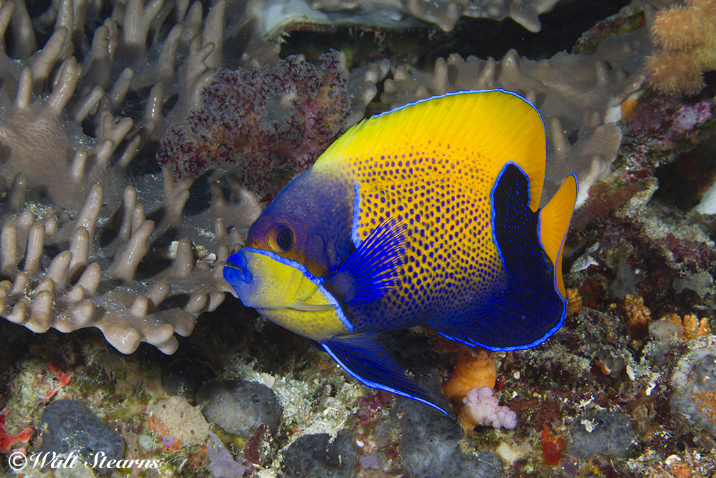 Blue Girdle Angelfish in Raja Ampat
