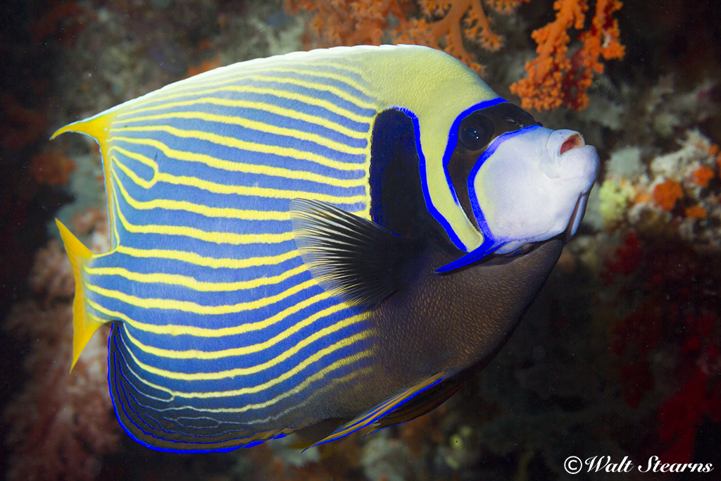 Emperor Angelfish in Raja Ampat