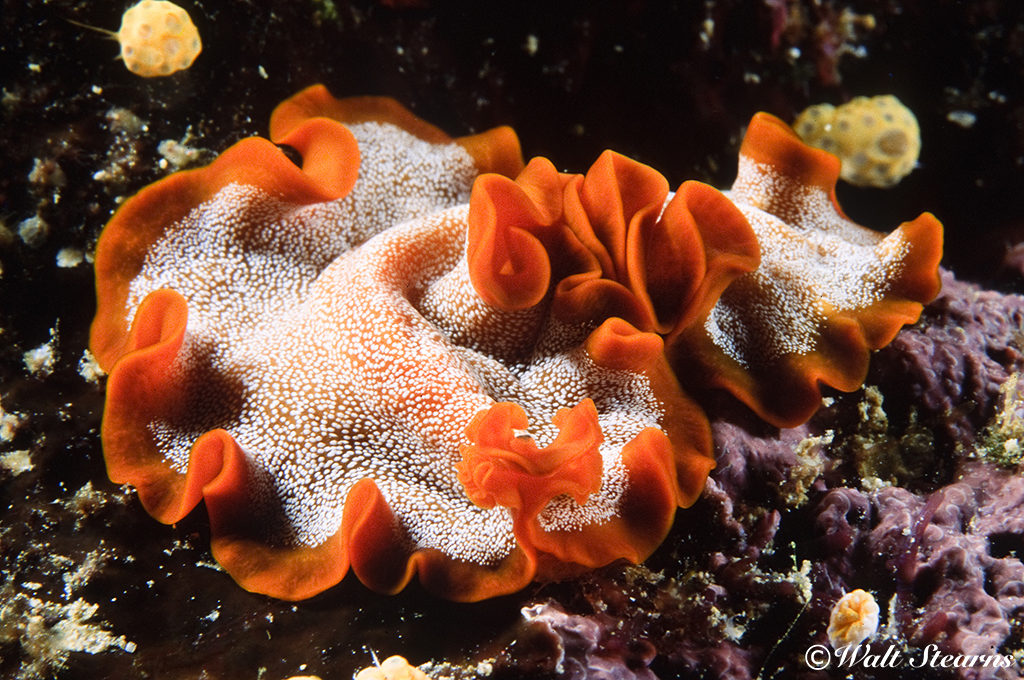 Flatworm in Raja Ampat
