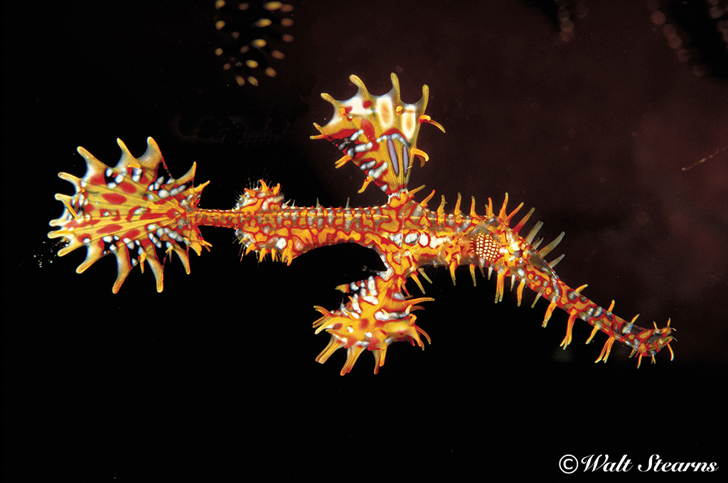 Ghost Pipefish in Raja Ampat