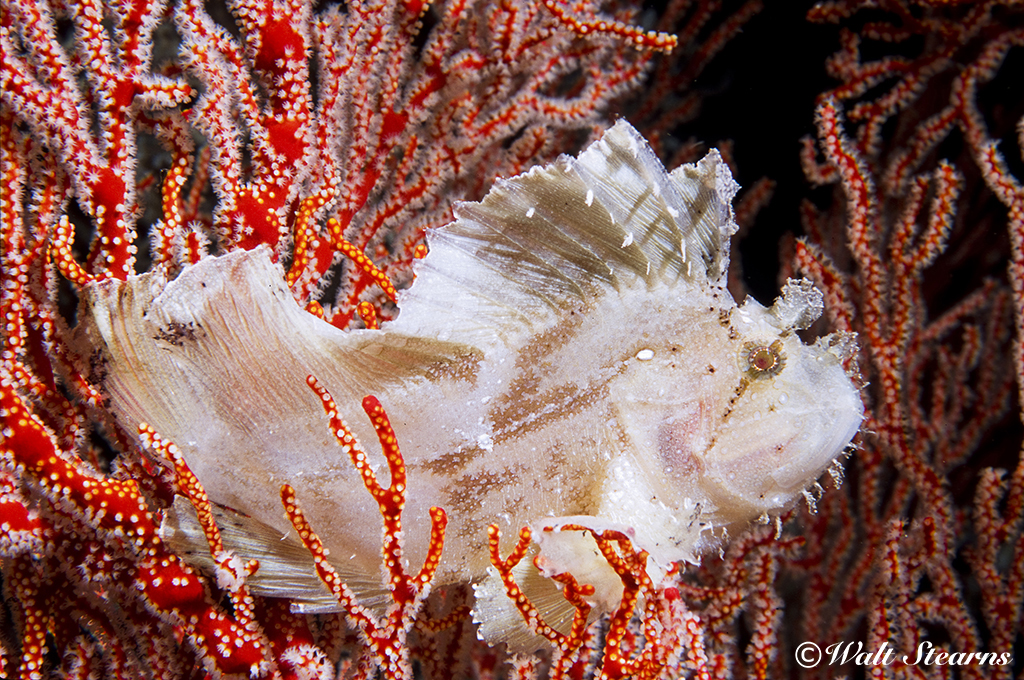 Leaf Scorpionfish in Raja Ampat