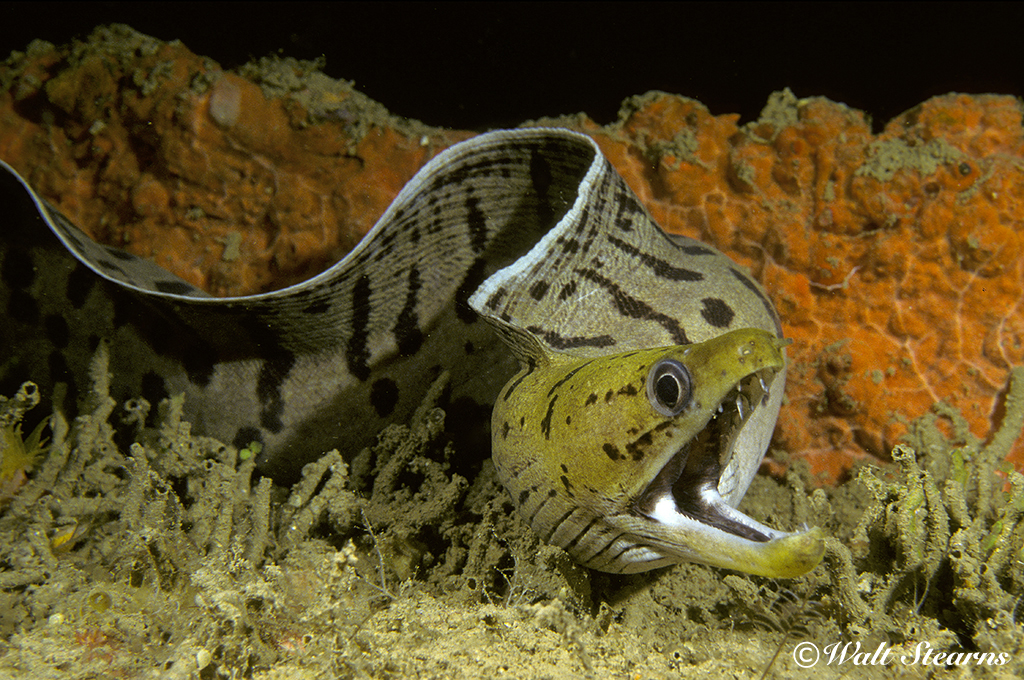 Moray Eel on a Nocturnal Prowl in Raja Ampat