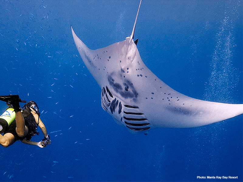 Yap is known for consistent and predictable sightings of manta rays.