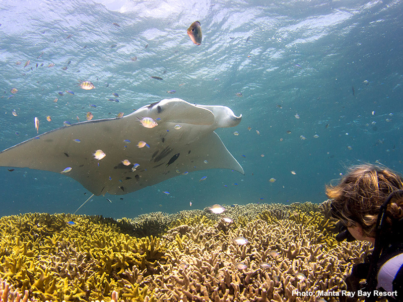 Cleaning stations provide opportunities for extended up-close viewings of manta rays.