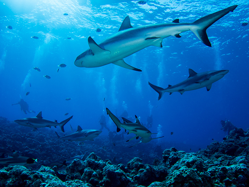 Reef sharks gather at a site known as Vertigo.
