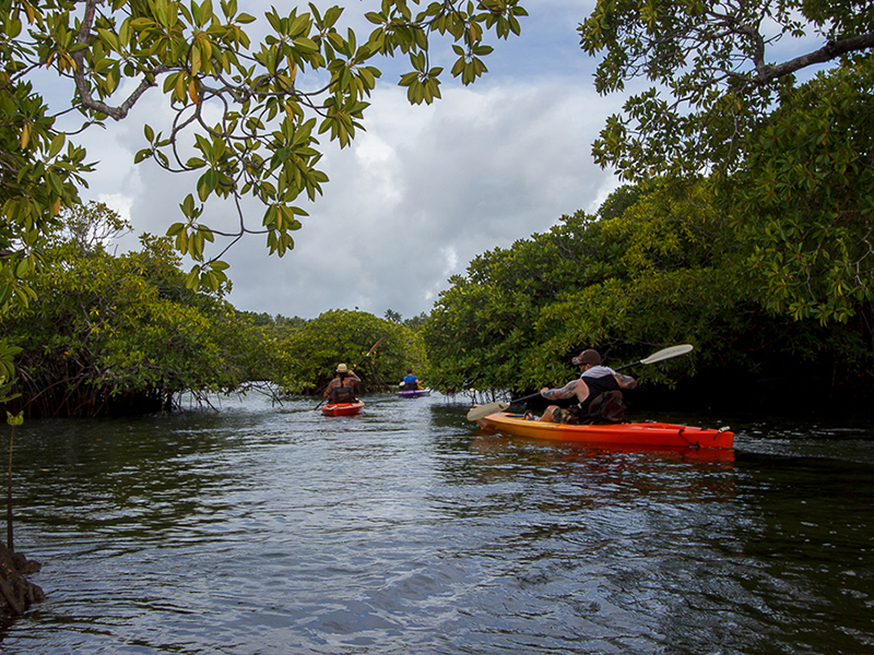 Paddlers can explore miles of pristine mangrove forests within the Yap lagoon. 